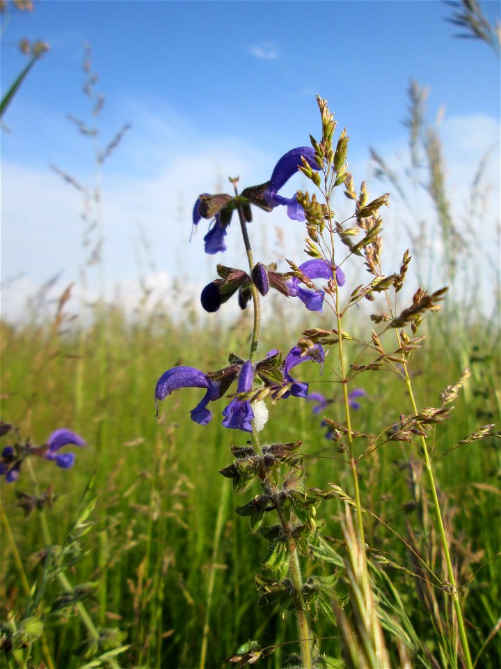 Wiesensalbei (Salvia pratensis) auf einer Wiese im Landschaftsschutzgebiet „Hockenheimer Rheinbogen“
