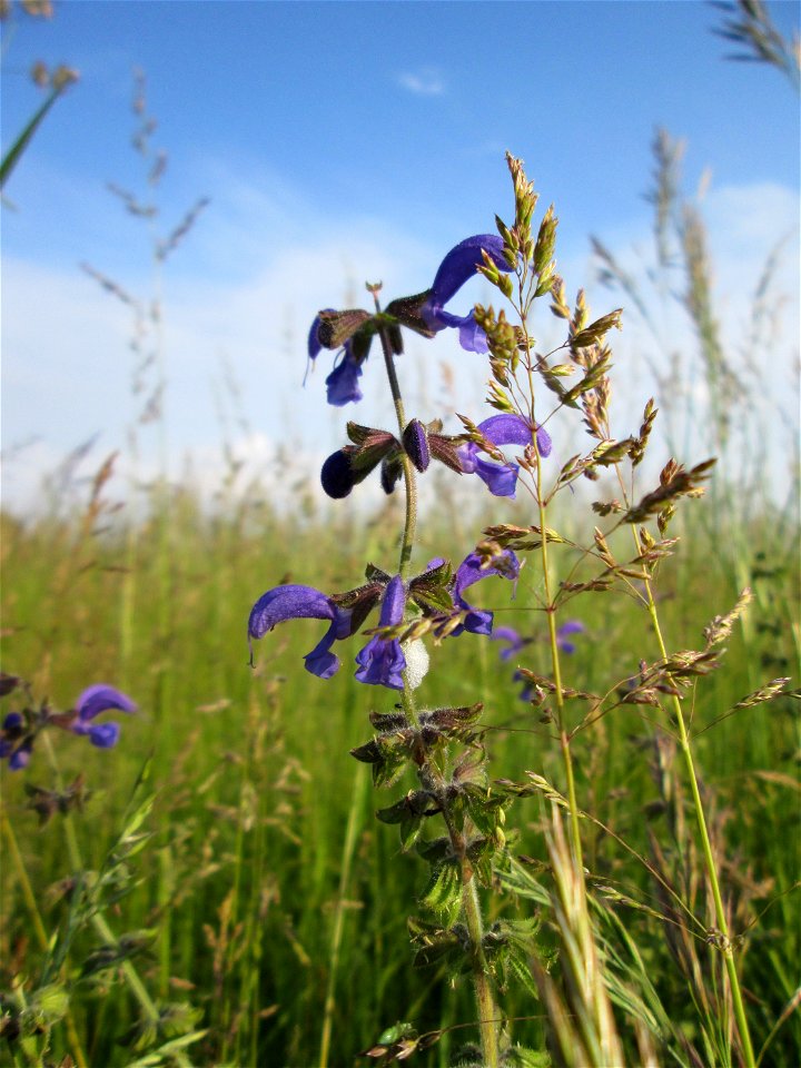 Wiesensalbei (Salvia pratensis) auf einer Wiese im Landschaftsschutzgebiet „Hockenheimer Rheinbogen“ photo