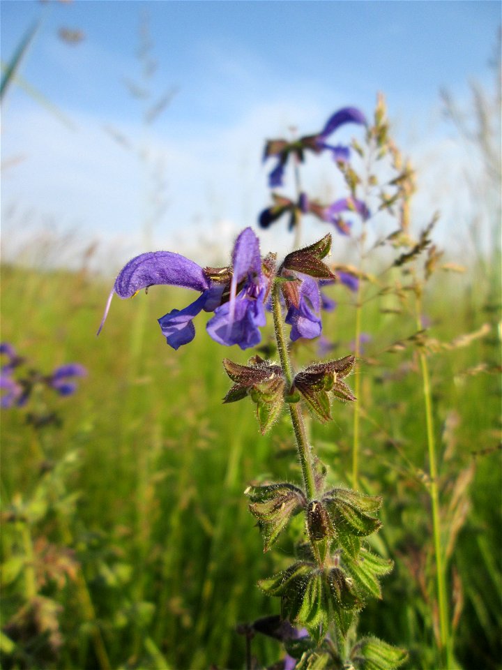 Wiesensalbei (Salvia pratensis) auf einer Wiese im Landschaftsschutzgebiet „Hockenheimer Rheinbogen“