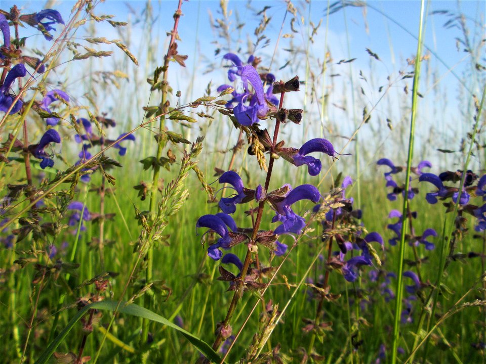 Wiesensalbei (Salvia pratensis) auf einer Wiese im Landschaftsschutzgebiet „Hockenheimer Rheinbogen“
