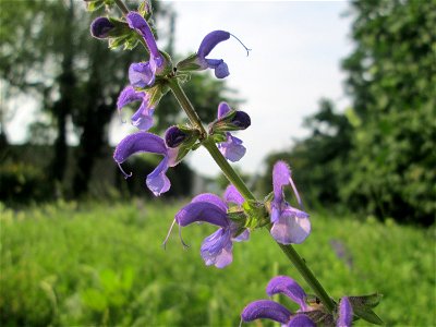 Wiesensalbei (Salvia pratensis) in Hockenheim photo