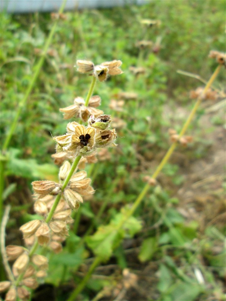 Verblühter Wiesensalbei (Salvia pratensis) auf einer Brücke im Landschaftsschutzgebiet „Hockenheimer Rheinbogen“