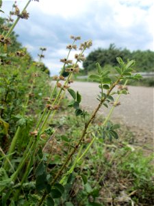 Verblühter Wiesensalbei (Salvia pratensis) auf einer Brücke im Landschaftsschutzgebiet „Hockenheimer Rheinbogen“