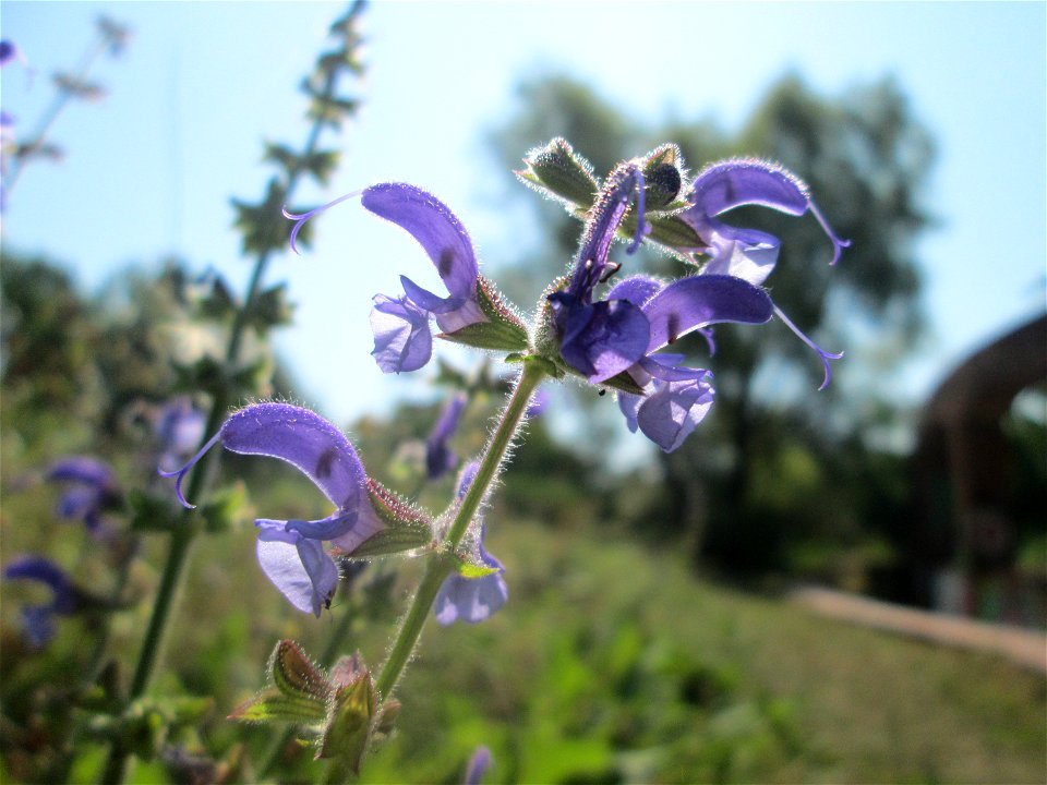 Wiesensalbei (Salvia pratensis) im Bürgerpark Saarbrücken