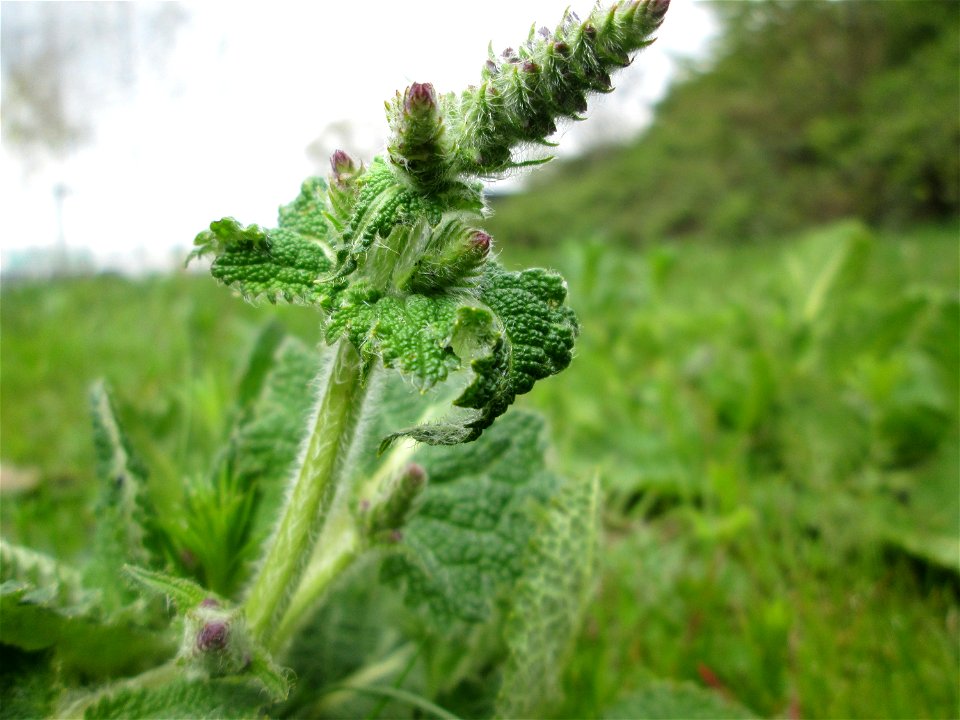 Wiesensalbei (Salvia pratensis) in Saarbrücken