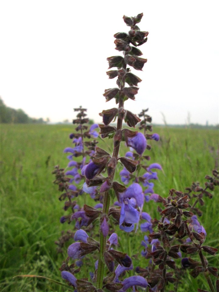 Wiesensalbei (Salvia pratensis) im Landschaftsschutsgebiet „Saalbachniederung“