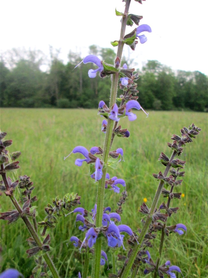 Wiesensalbei (Salvia pratensis) im Landschaftsschutsgebiet „Saalbachniederung“
