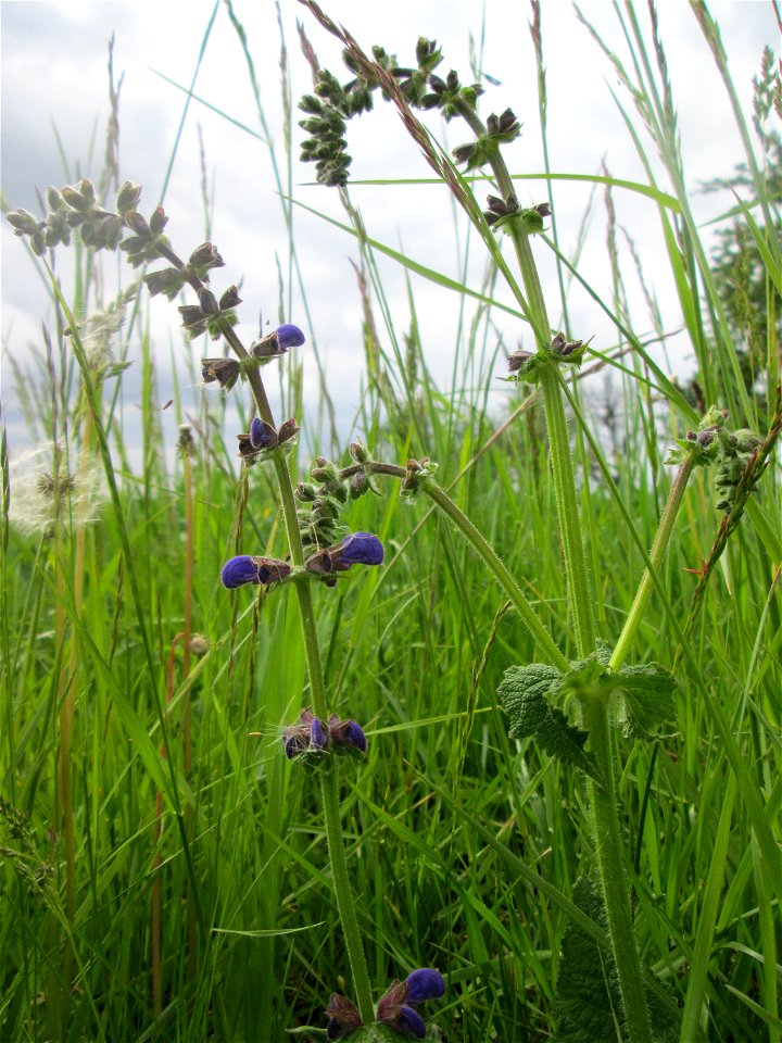 Wiesensalbei (Salvia pratensis) auf einer Wiese in den Horststückern im Landschaftsschutzgebiet „Hockenheimer Rheinbogen“