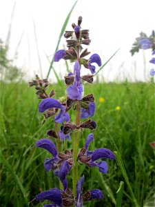 Wiesensalbei (Salvia pratensis) im Landschaftsschutsgebiet „Saalbachniederung“