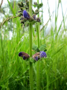 Wiesensalbei (Salvia pratensis) auf einer Wiese in den Horststückern im Landschaftsschutzgebiet „Hockenheimer Rheinbogen“ photo