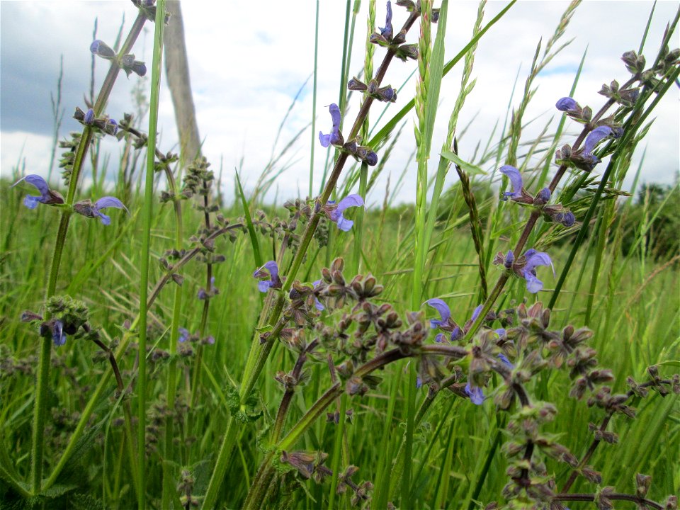 Wiesensalbei (Salvia pratensis) auf einer Wiese in den Horststückern im Landschaftsschutzgebiet „Hockenheimer Rheinbogen“