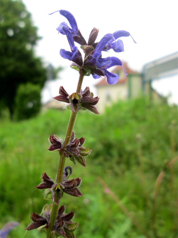 Wiesensalbei (Salvia pratensis) auf einem Blühstreifen in Hockenheim photo