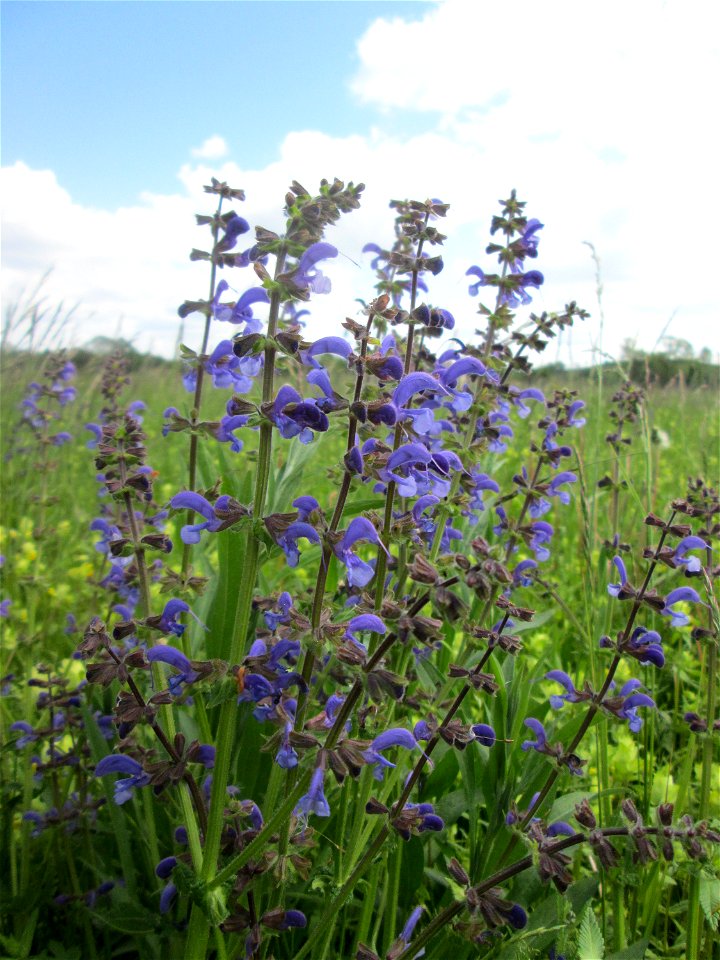 Wiesensalbei (Salvia pratensis) auf einer Wiese in den Horststückern im Landschaftsschutzgebiet „Hockenheimer Rheinbogen“