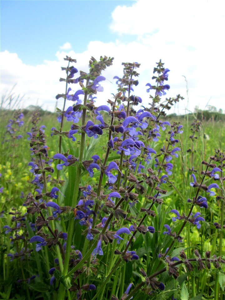 Wiesensalbei (Salvia pratensis) auf einer Wiese in den Horststückern im Landschaftsschutzgebiet „Hockenheimer Rheinbogen“ photo