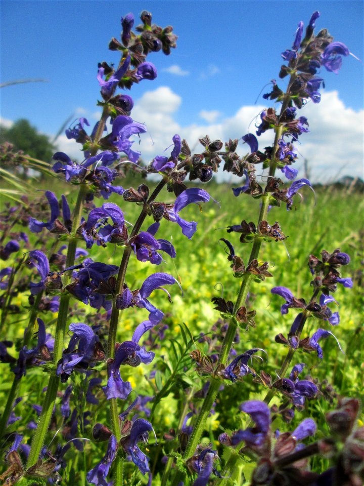 Wiesensalbei (Salvia pratensis) auf einer Wiese in den Horststückern im Landschaftsschutzgebiet „Hockenheimer Rheinbogen“