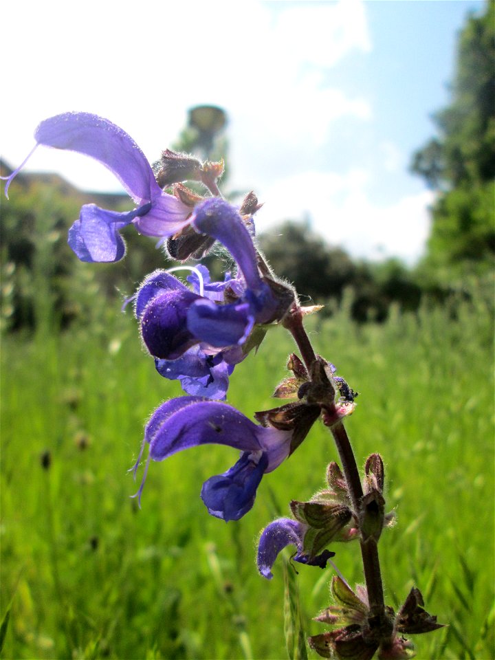 Wiesensalbei (Salvia pratensis) auf einem Blühstreifen in Hockenheim photo