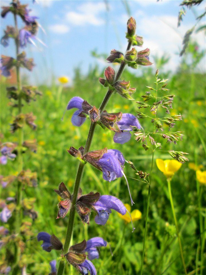 Wiesensalbei (Salvia pratensis) auf einer Extensiv-Fläche im Gartenschaupark Hockenheim