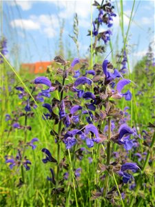 Wiesensalbei (Salvia pratensis) auf einer Extensiv-Fläche im Gartenschaupark Hockenheim photo
