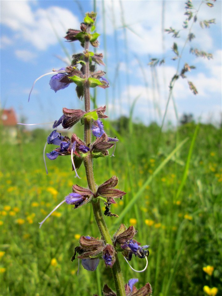 Wiesensalbei (Salvia pratensis) auf einer Extensiv-Fläche im Gartenschaupark Hockenheim