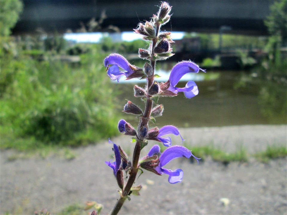 Wiesensalbei (Salvia pratensis) im Bürgerpark Saarbrücken
