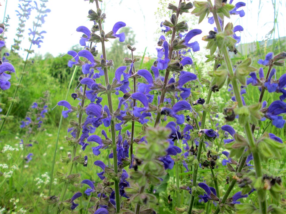 Wiesensalbei (Salvia pratensis) im Bürgerpark Saarbrücken