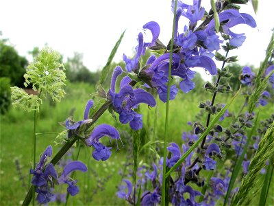 Wiesensalbei (Salvia pratensis) im Bürgerpark Saarbrücken photo