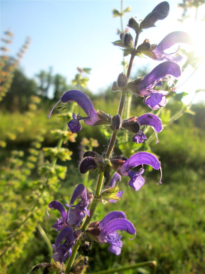 Wiesensalbei (Salvia pratensis) im Bürgerpark Saarbrücken photo