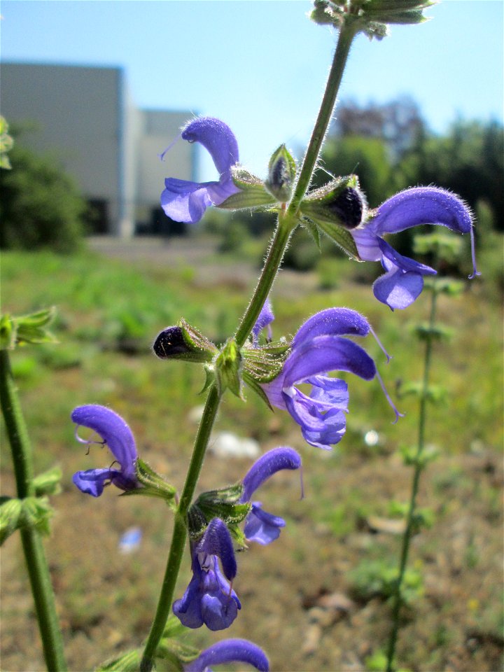 Wiesensalbei (Salvia pratensis) an der ehem. Halberger Hütte in Brebach