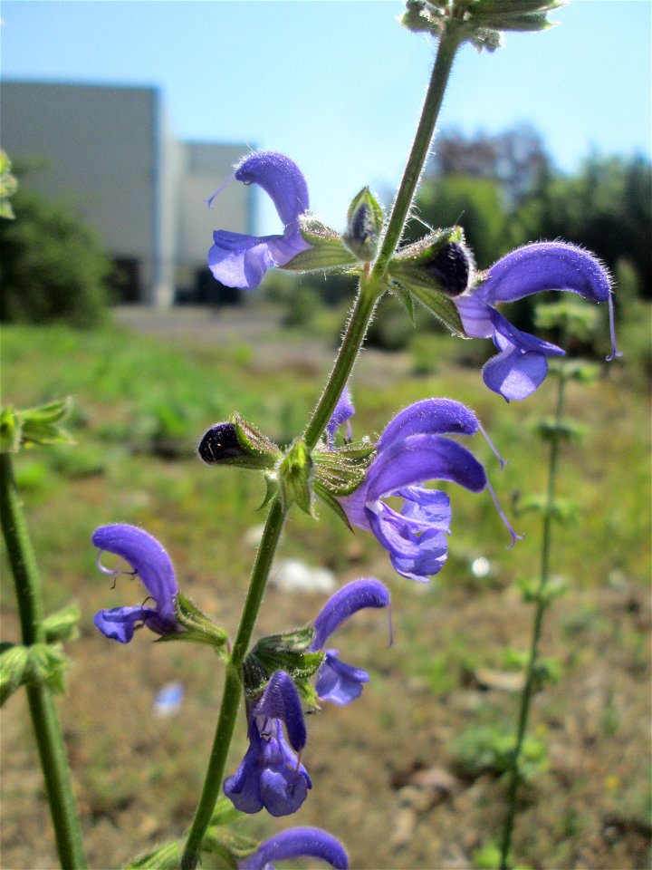 Wiesensalbei (Salvia pratensis) an der ehem. Halberger Hütte in Brebach photo