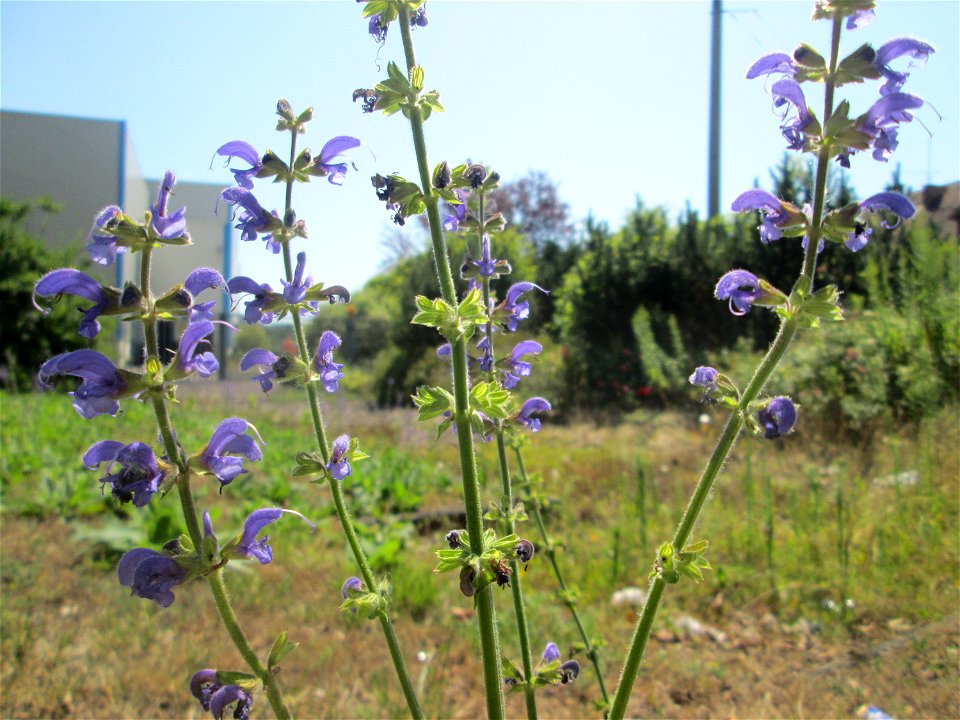 Wiesensalbei (Salvia pratensis) an der ehem. Halberger Hütte in Brebach