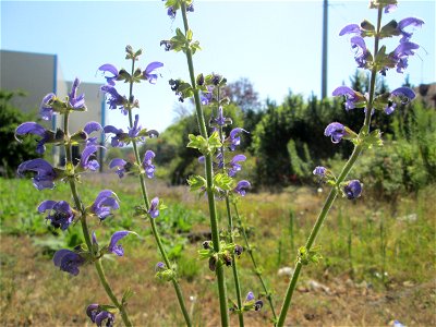 Wiesensalbei (Salvia pratensis) an der ehem. Halberger Hütte in Brebach photo
