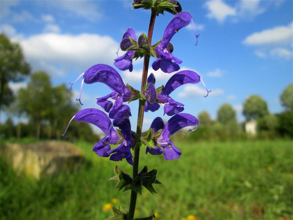 Wiesensalbei (Salvia pratensis) auf einer Wiese neben der Ostspange in Saarbrücken