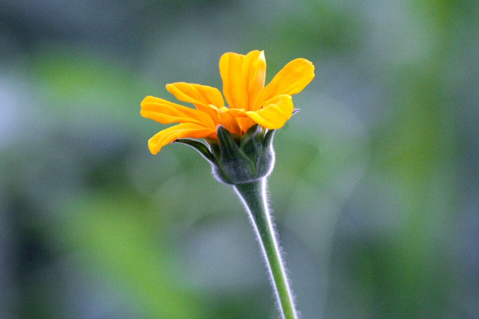 Nature sunflower summer