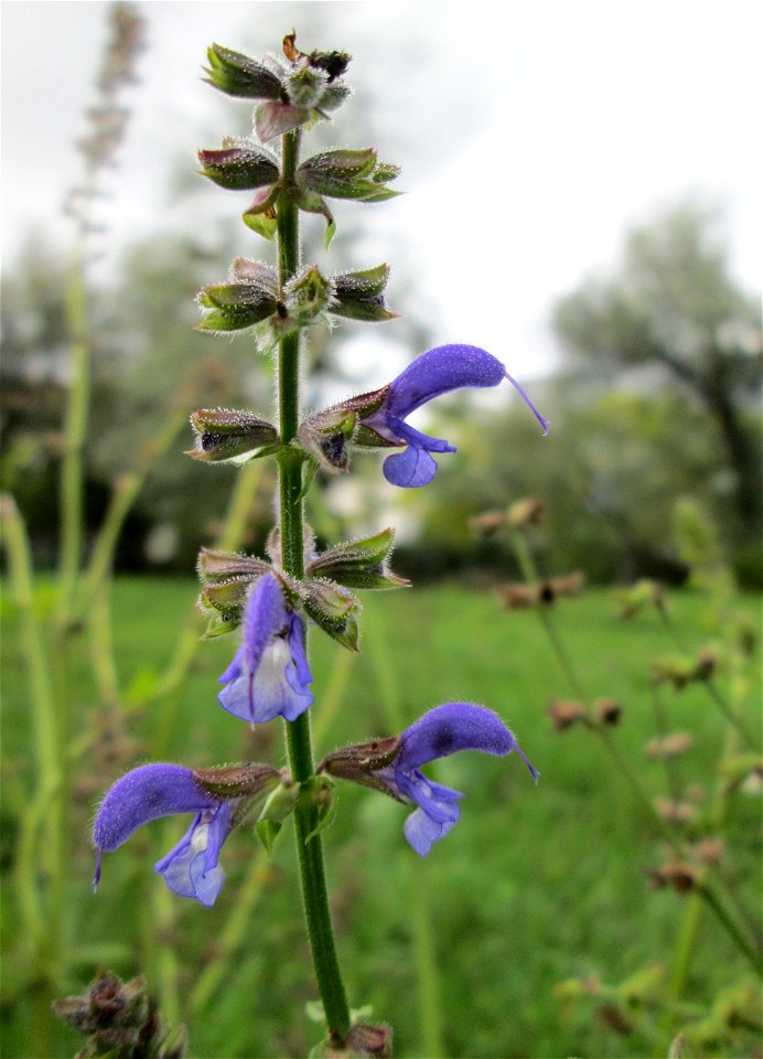 Wiesensalbei (Salvia pratensis) im Bürgerpark Saarbrücken
