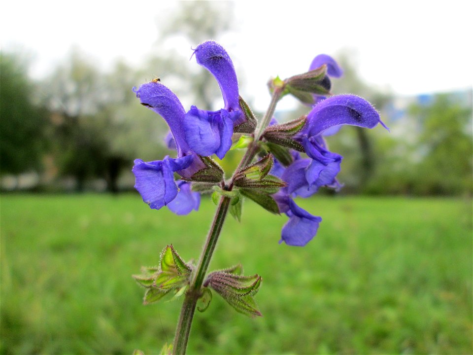 Wiesensalbei (Salvia pratensis) im Bürgerpark Saarbrücken