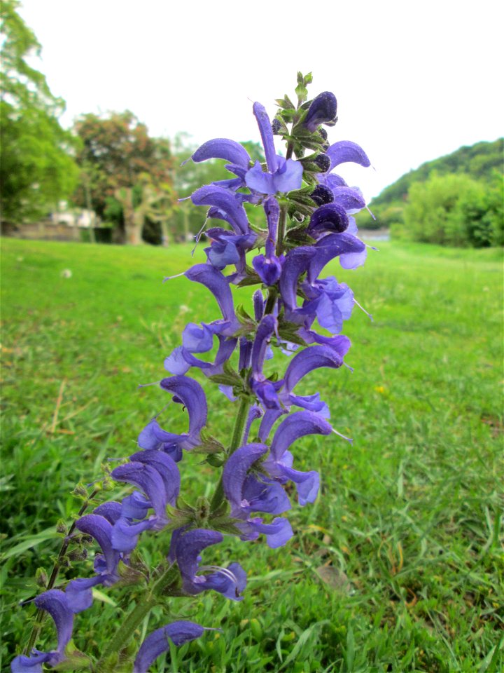 Wiesensalbei (Salvia pratensis) am Staden in Saarbrücken photo