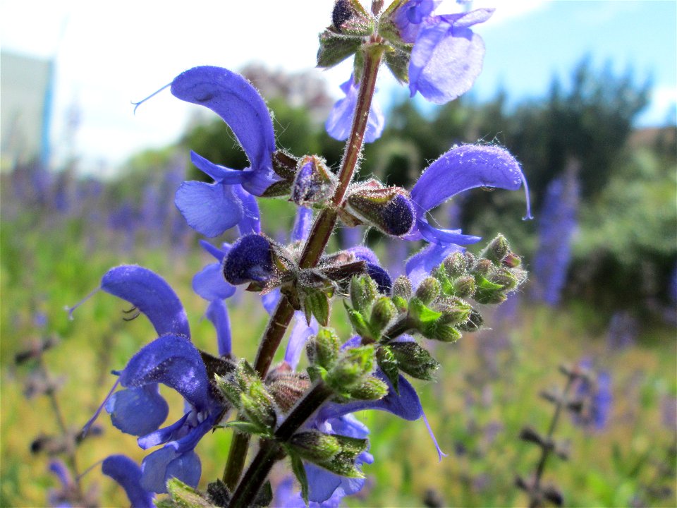 Wiesensalbei (Salvia pratensis) an der ehem. Halberger Hütte in Brebach