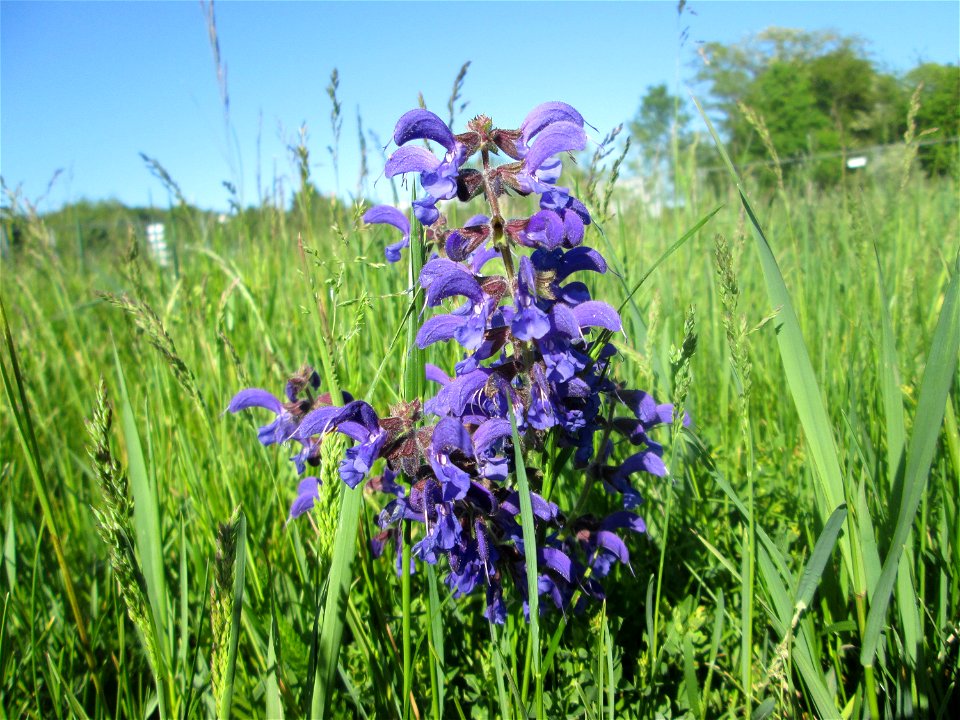 Wiesensalbei (Salvia pratensis) auf einer Wiese neben der Ostspange in Saarbrücken