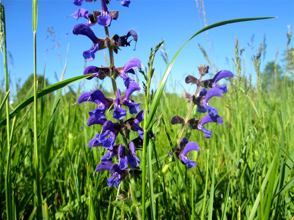 Wiesensalbei (Salvia pratensis) auf einer Wiese neben der Ostspange in Saarbrücken