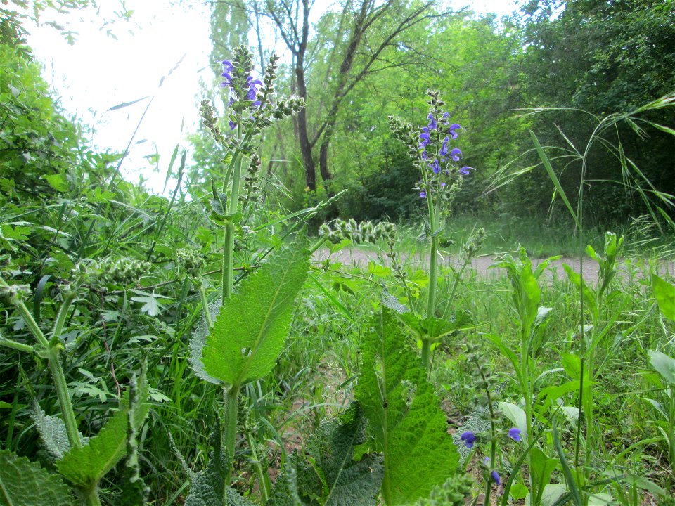 Wiesensalbei (Salvia pratensis) im Naturschutzgebiet „St. Arnualer Wiesen“