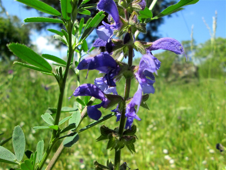 Wiesensalbei (Salvia pratensis) im Bürgerpark Saarbrücken