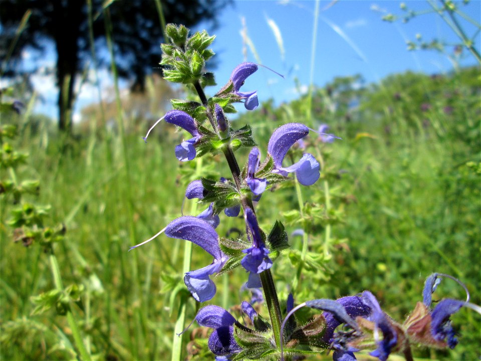 Wiesensalbei (Salvia pratensis) im Bürgerpark Saarbrücken photo