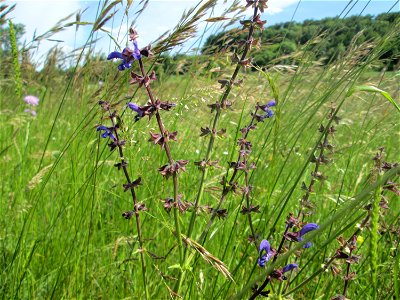 Wiesensalbei (Salvia pratensis) im Landschaftsschutzgebiet „Wisch- und Wogbachtal“ oberhalb von Fechingen