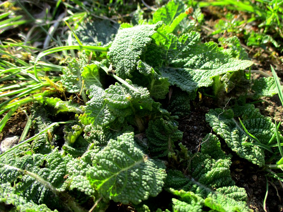 Wiesensalbei (Salvia pratensis) im Bürgerpark Saarbrücken photo