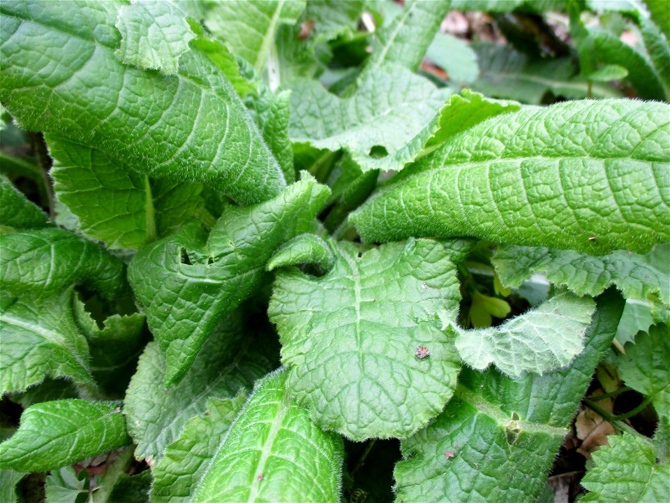 Wiesensalbei (Salvia pratensis) im Meerwald bei Bübingen