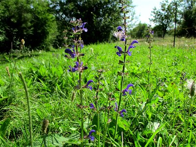 Wiesensalbei (Salvia pratensis) am Wickersberg bei Ensheim