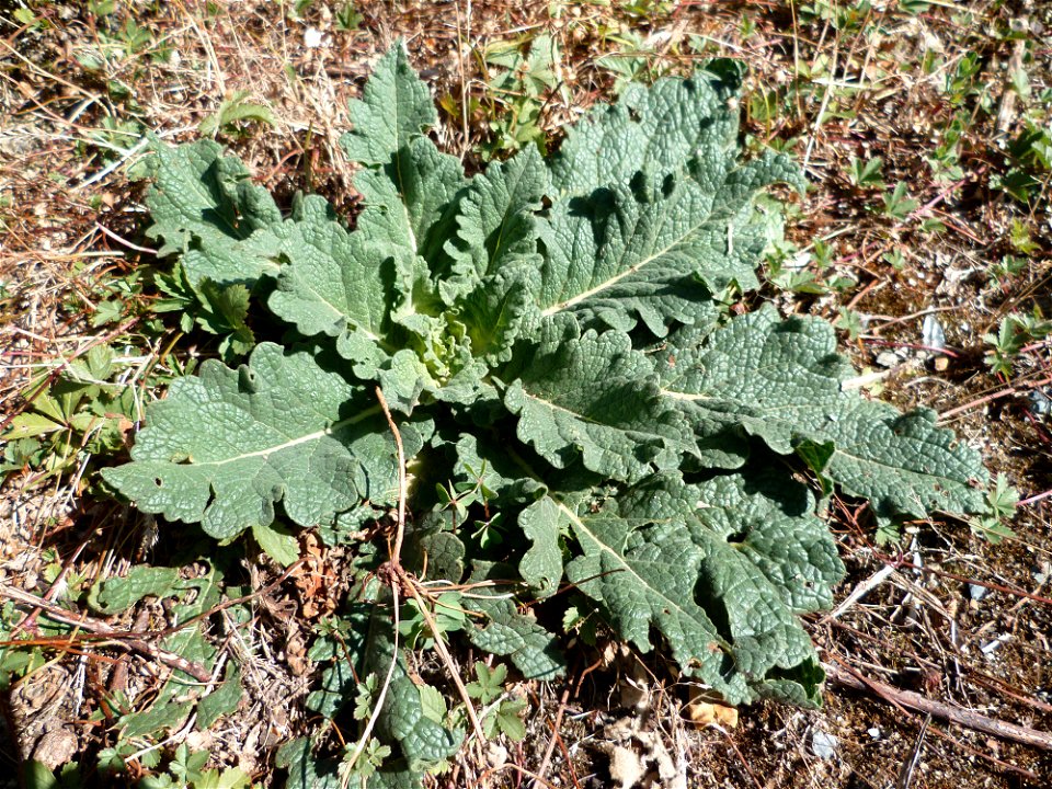 Blagnac (Haute-Garonne, France) : Sauge des prés (Salvia pratensis) au bord du Touch.