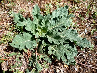 Blagnac (Haute-Garonne, France) : Sauge des prés (Salvia pratensis) au bord du Touch. photo