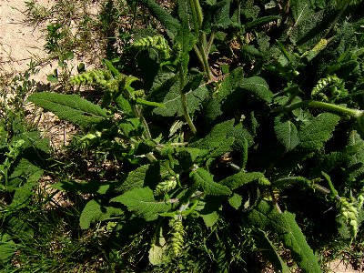 Salvia pratensis in the wild just before flowering , Castelltallat Catalonia