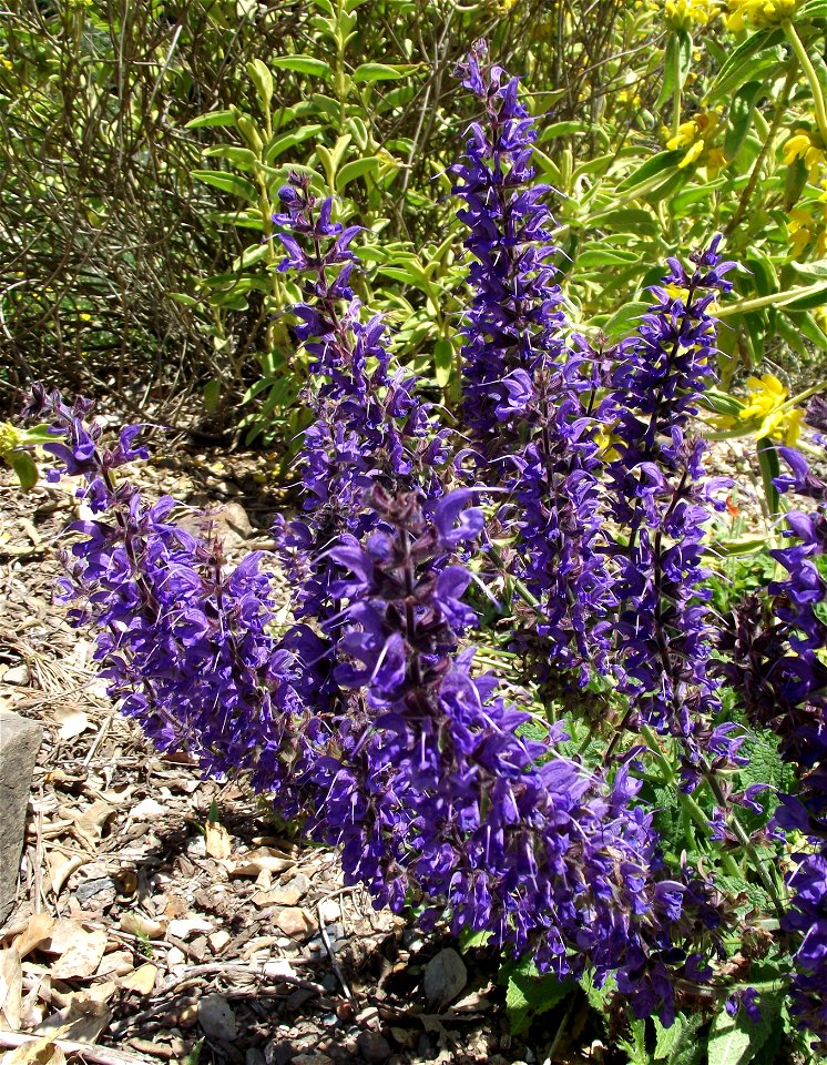 Salvia pratensis in the UC Botanical Garden, Berkeley, California, USA. Identified by sign.